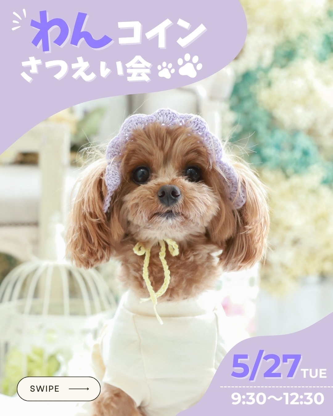 5/27(火)ワンコイン🐾撮影会開催！