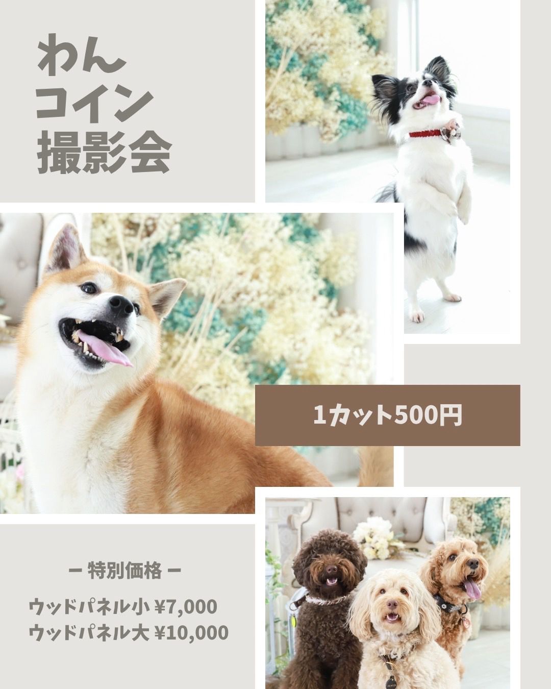 6/30(月)ワンコイン🐾撮影会開催！