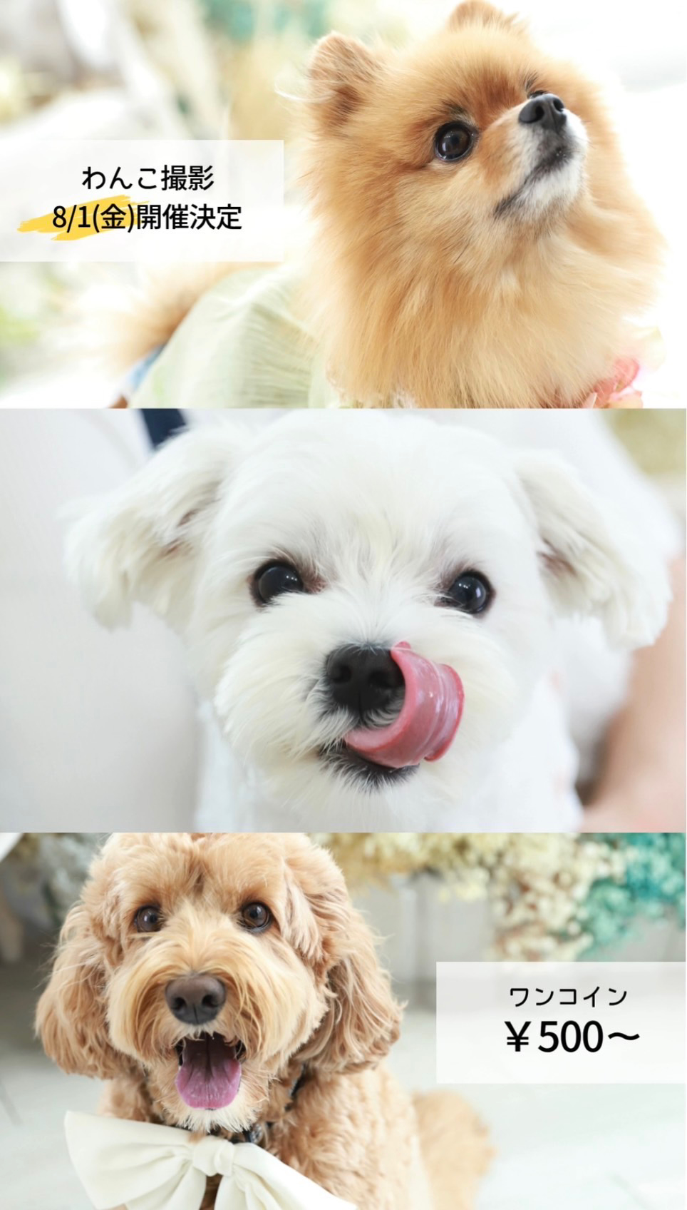 8/1(金)わんこ🐾撮影会開催！